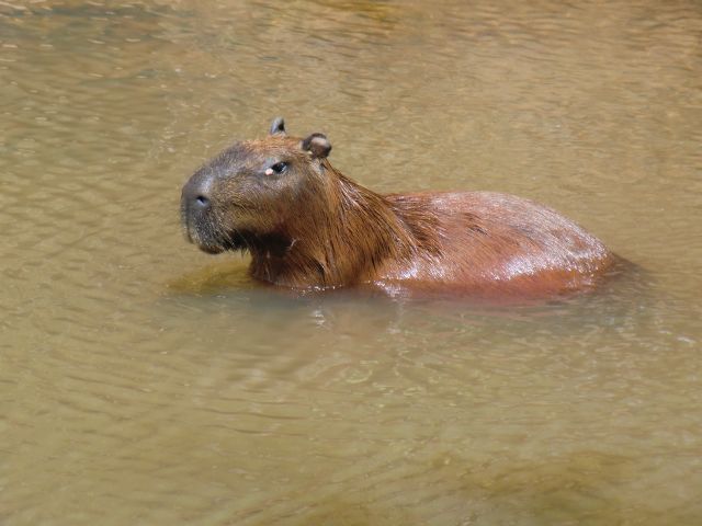 Capivara, das Sumpfschwein - reichlich Fleisch mit vielen Haaren