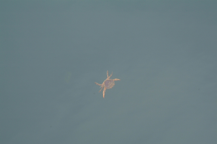 eine von Tausenden Krabben