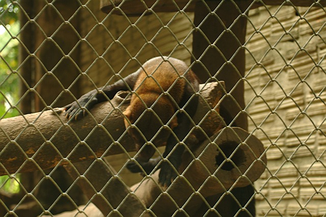 Fauli im Zoo von Joao Peesoa