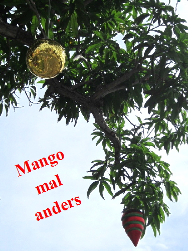 24.12. Mit Kugeln und Lichterketten geschmckter Mangobaum an der Rue de Hollande