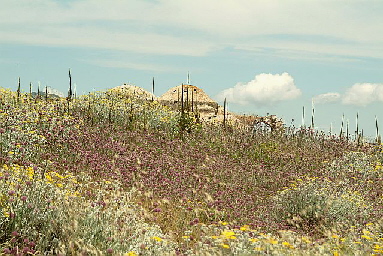 Teile der Festung, zugewachsen von Wildblumen