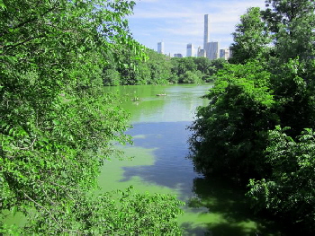 Central Park - stehst du echt mitten im Wald, mitten in der City!