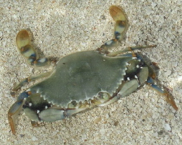 Neugierige Krabbe