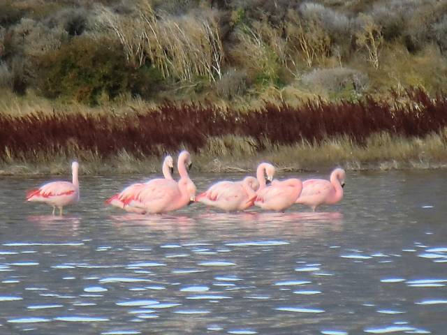 chilenische Flamingos