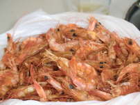 09.10. Shrimps