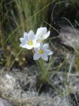 13.10. Harmlose Blume ;)