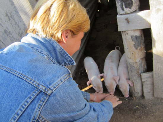 17.7.Die drei kleinen Schweinchen