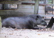20.11.Tapir