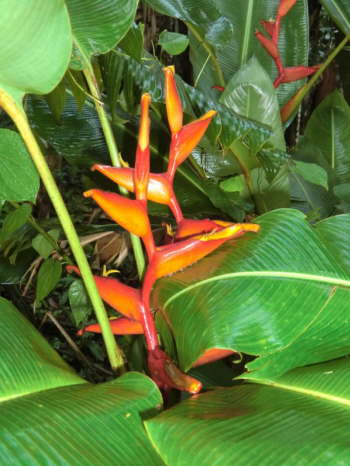 25.12.Bico-de-tucano