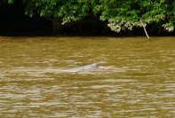 29.11.Ein Amazonas-Delfin