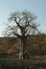 04.02. Baobab - Adansonia digitata