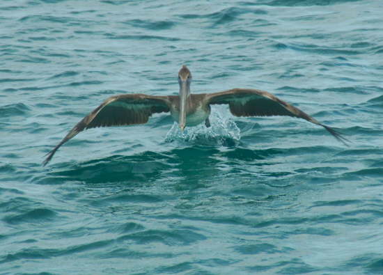 9.Pelikan beim Durchstarten