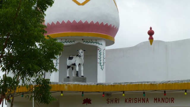 Heilige Kuh am Shri-Krishna-Mandir-Tempel